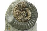 Fossil Ammonite (Arnioceras) Cluster - Holderness Coast, England #350949-2